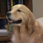 why-do-so-many-golden-retrievers-get-cancer-massive-study-hopes-to-find-out.jpg