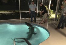 11-Foot alligator takes a dip in backyard pool 11-Foot alligator takes a dip in backyard pool