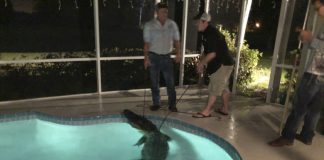 11-Foot alligator takes a dip in backyard pool