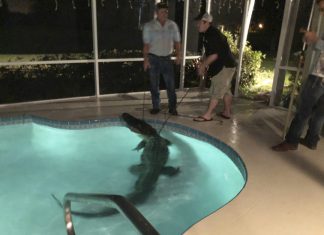 11-Foot alligator takes a dip in backyard pool