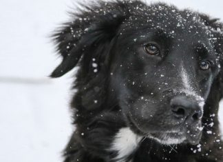 How to protect your pets from the cold, Details