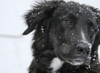 How to protect your pets from the cold, Details How to protect your pets from the cold, Details