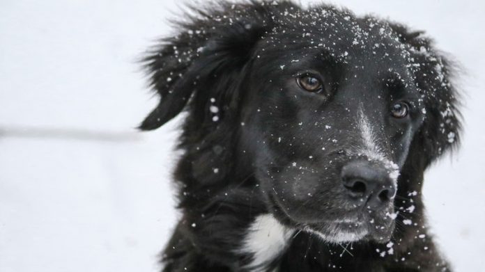 How to protect your pets from the cold, Details