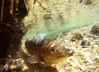 Colorado biologists breed rainbow trout to save disease-ravaged population (Details)