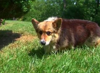 Missing corgi goes viral after being found by the right person at the right time (Details)