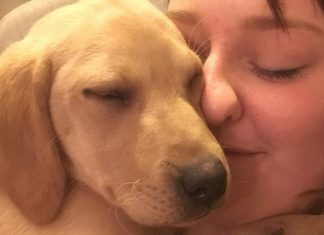 Dog saved by student gets crowdfunded op (Details)