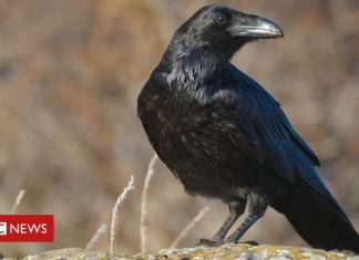 Preston man arrested after sending death threats to SNH head (Details)