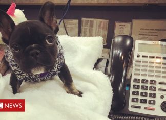 People mark ‘Take Your Dog To Work Day’ with pictures of busy pups (Details)
