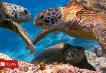 Blue Planet fans ‘disturbing coastal wildlife’ (Details)