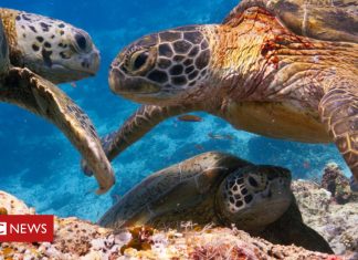 Blue Planet fans ‘disturbing coastal wildlife’ (Details)