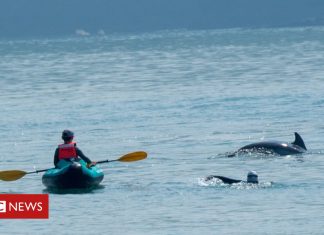 Public asked to stay away from Cardigan Bay dolphins (Details)