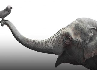 Animal rescues cost fire service £350k (Details)