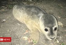 Abandoned seal pup rescued from Cambridgeshire river bank (Details)