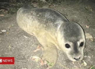 Abandoned seal pup rescued from Cambridgeshire river bank (Details)