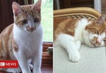 Lost cat reunited with owner after 10 years (Details)