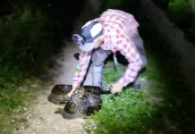 Alligator vs. python in the Florida Everglades — caught on video (Details)