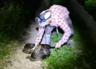 Alligator vs. python in the Florida Everglades — caught on video (Details)