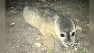 Rescued seal pup