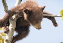 Report: Playful bear cubs captured by Alberta wildlife photographer