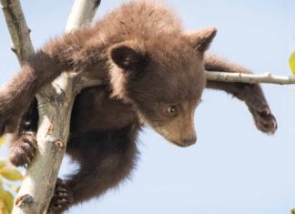 Report: Playful bear cubs captured by Alberta wildlife photographer