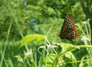 Report: Lincoln wetland becomes outdoor classroom for students