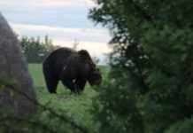 Edmonton: Grizzly bears east of usual range ‘shocked’ woman who saw one munching dandelions