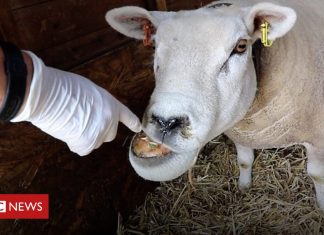 Bilsthorpe farm cares for 'special needs animals' (Details)