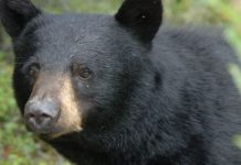 Report: Man wrestles bear to protect his dog in Jasper National Park attack
