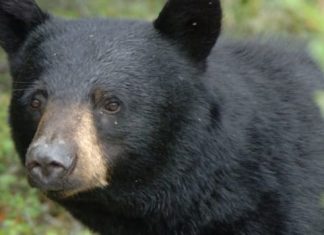 Report: Man wrestles bear to protect his dog in Jasper National Park attack