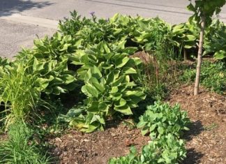 Report: Kitchener committee green-lights citizen gardens on city boulevards