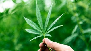 Medicinal uses for cannabis will be considered in the UK