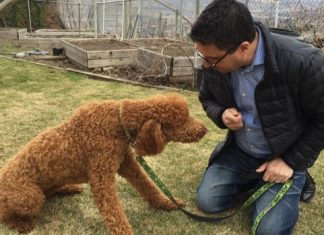 Report: Can a dog help manage emotions during mediation? New study says yes