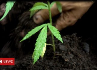 Convicted cannabis in Devon grower calls for law change (Details)