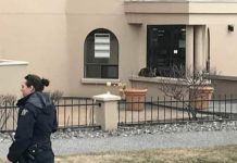 Report: Cougar cub tranquilized in downtown Kamloops