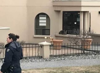 Report: Cougar cub tranquilized in downtown Kamloops