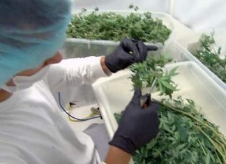 Report: ‘Don’t proclaim the legislation’ until roadside cannabis screening in place: Manitoba justice minister