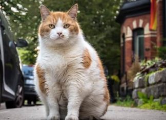 Report: Cat-themed parks to replace nightclub in Wellington Street West neighbourhood