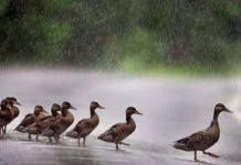 Report: Father, son hurt when driver brakes to avoid ducks