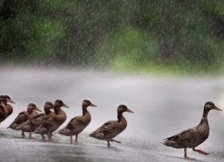 Report: Father, son hurt when driver brakes to avoid ducks