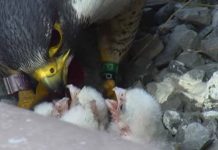 Report: Gage, 1 of 4 baby peregrine falcons born at the Hamilton Sheraton, has died