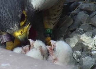 Report: Gage, 1 of 4 baby peregrine falcons born at the Hamilton Sheraton, has died