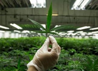 Report: Alberta cannabis operation to open first B.C. facility in Kamloops