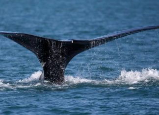 Report: DFO orders fisheries closure in Bay of Fundy after right whale sighting