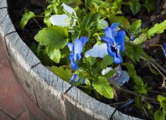 Report: Chat with our gardeners on Monday, June 18 at 12:30 p.m.