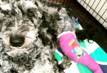 Report: Dog’s leg caught in snare trap in Fish Creek Park, Calgary couple says