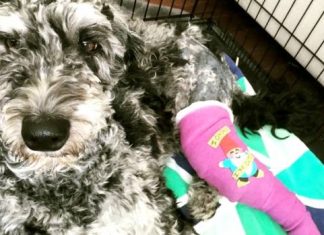 Report: Dog’s leg caught in snare trap in Fish Creek Park, Calgary couple says