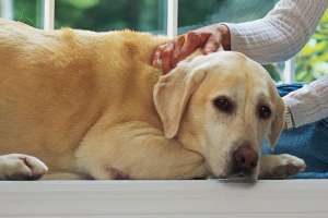 a large brown dog lying on the ground: Sad dog