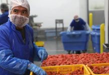 Report: Expiring fish farm tenures in B.C. could operate month-to-month, says Marine Harvest