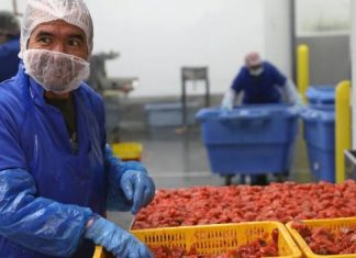 Report: Expiring fish farm tenures in B.C. could operate month-to-month, says Marine Harvest