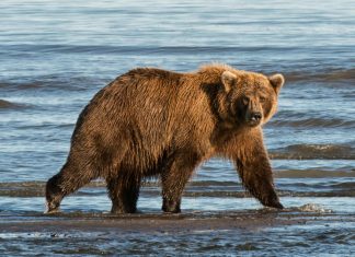Alaska bear attack: Bear that mauled searcher likely killed hiker, police say (Details)